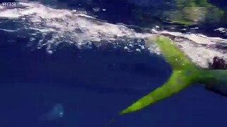 Flying Fish Picked Off From Above And Below | The Hunt | holy news