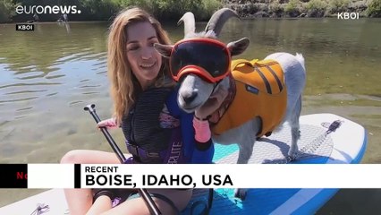 Ziegenbock Mr. Mayhem braucht Adrenalinkick