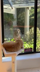 Dog Stares Smiling at Neighbor's Cat Through the Window