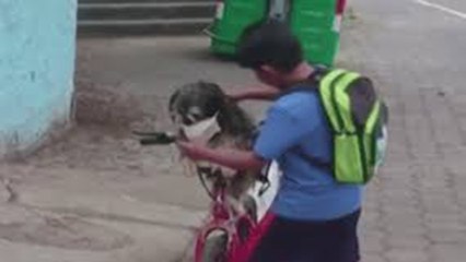 "Trầm trồ" chuyện bé trai đeo khẩu trang cho chó | VTC