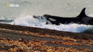 Yo, depredador LA ORCA -  National Geographic Wild - GRANDES DOCUMENTALES