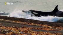 Yo, depredador LA ORCA -  National Geographic Wild - GRANDES DOCUMENTALES