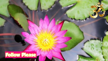 ബാല്യം കഷ്ടതകൾ നിറഞ്ഞതായിരിക്കും ഇവർക്ക് |Chithira Nakshathram | Astrolody Malayalam | Jyothisham Malayalam