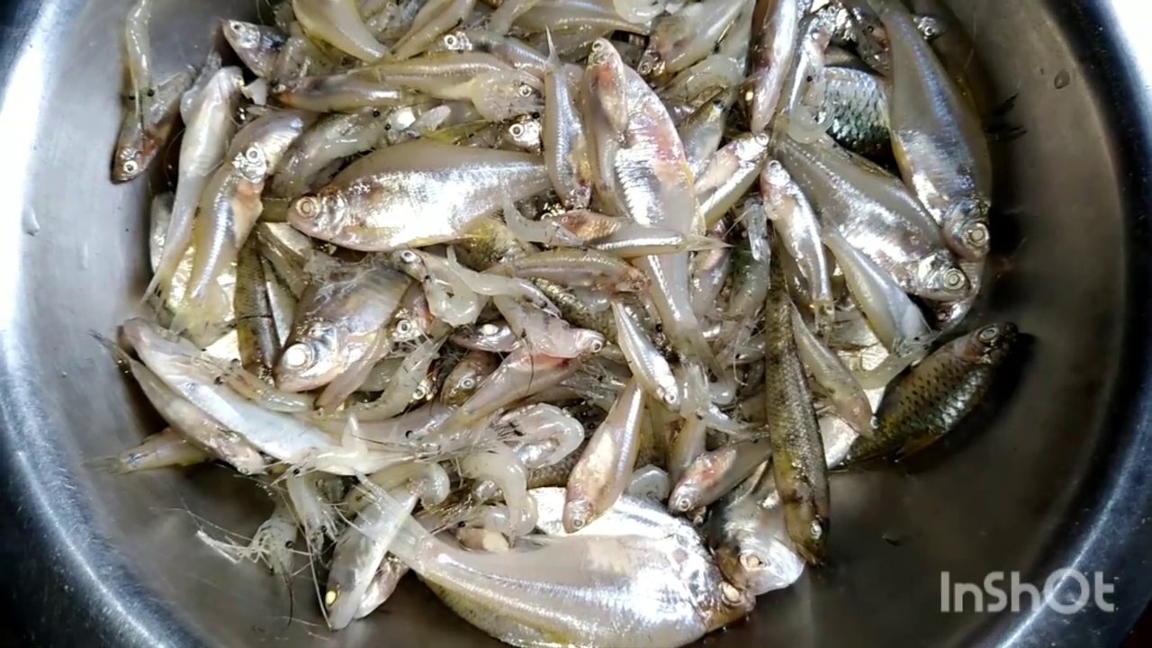 Fish Fry