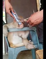 #Likee #Animal's Funny Video || Animal's Most Funny Video 2020...