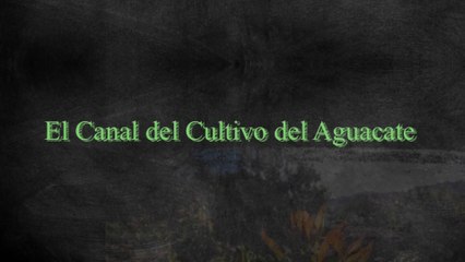 Cómo plantar un Aguacate || Cultivo de Aguacate || Agosto de 2020