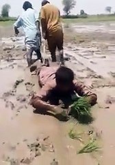 funny rice planting