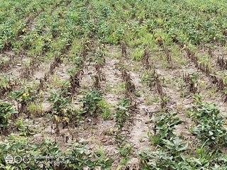 उज्जैन: कम वर्षा व रोग लगने से सुखने लगी सोयाबीन की फसल