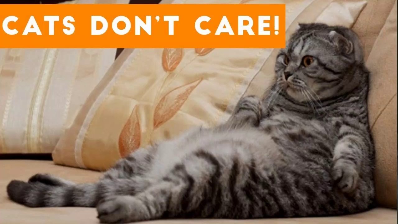 Cats Don't Care Funny Pets Videos _ Best Funny Cat Videos Ever