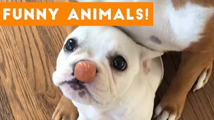 Cutest Pets of the Week Compilation October 2017 _ Funny Pet Videos