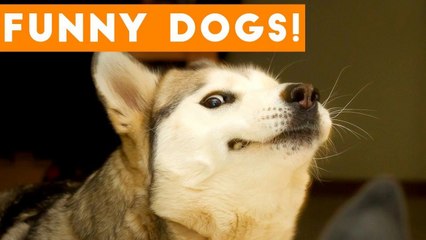 Ultimate FUNNY DOG Compilation _ Cute Pets 2017