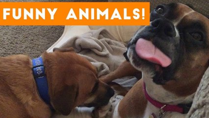 Cutest Pets of the Week Compilation October 2017 _ Funny Pet Videos