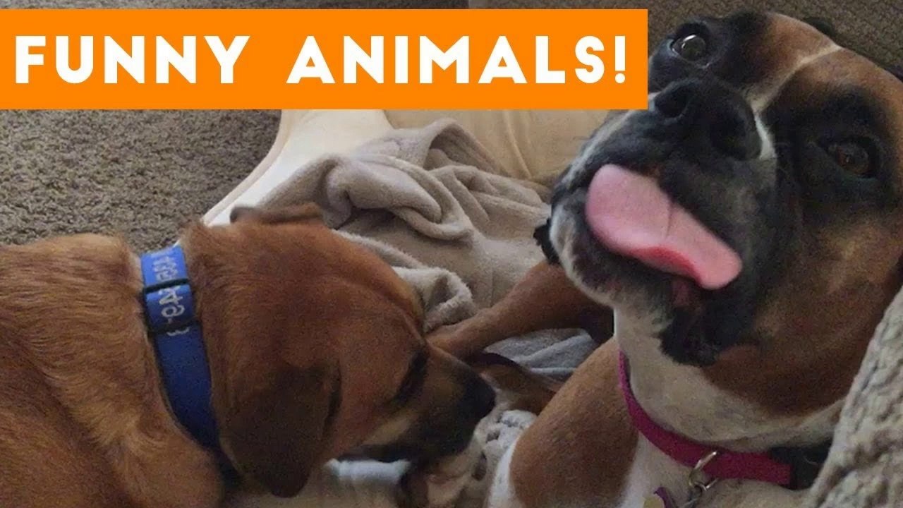 Cutest Pets of the Week Compilation October 2017 _ Funny Pet Videos