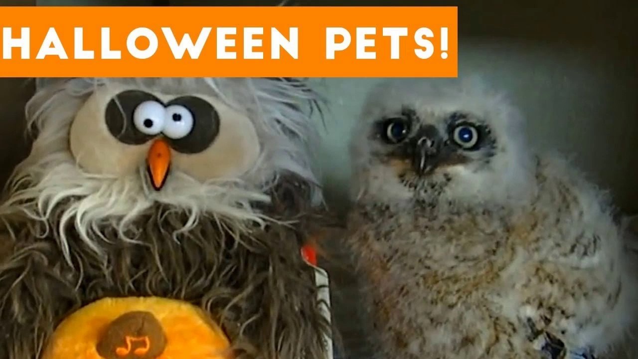 Funniest Cats & Dogs Wearing Halloween Costumes Blooper Compilation 2017 _ Funny Pet Videos