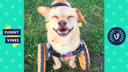 TRY NOT TO AWW! FUNNY and CUTE ANIMALS Videos Compilation 2018 _ Funny Vine