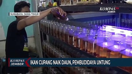 Ikan Cupang Naik Daun, Pembudidaya Raup Untung