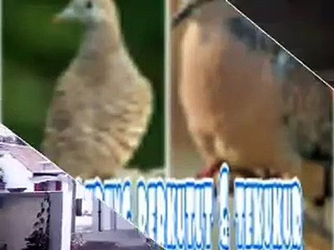 Suara burung perkutut & tekukur-derkuku