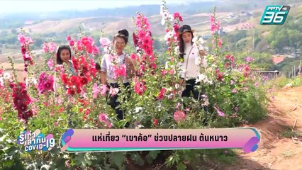 บางกอกซิตี้ เลขที่ 36 |  นักท่องเที่ยวแห่ชม ทุ่งกังหันลมเขาค้อ ภูทับเบิก จ.เพชรบูรณ์ | PPTV HD 36
