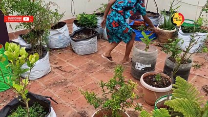 இன்னைக்கே மாடி தோட்டம் ஆரம்பிங்க | Maadi thottam tips in tamil | Terrace garden ideas for beginner