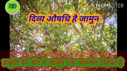 jamun ke aushadhi gun.... jamun ke fayde..... Hari Darshan sangrah.... jamun ki full detail in Hindi