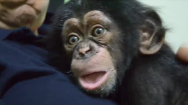 Una familia de chimpancés del zoo de Valencia adopta a una cría repudiada por su madre