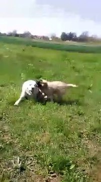 ALABAY vs KAFKAS COBAN KOPEGi vs - ALABAi SHEPHERD DOG vs CAUCASiAN SHEPHERD DOG