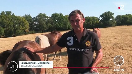 Faits-divers : des chevaux mutilés en série en France