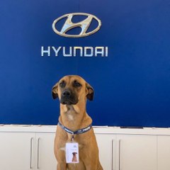 Il n’y a pas qu’à Hollywood que c’est possible : ce chien errant est devenu employé du magasin !