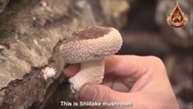 Japan Mushroom Farming in Forest Amazing Japan Agriculture Technology Farm, 60play HD, Eng Sub