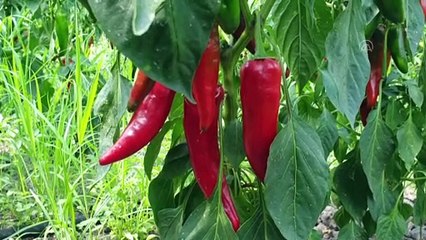 Kırmızı biberin salçaya yolculuğu başladı - OSMANİYE