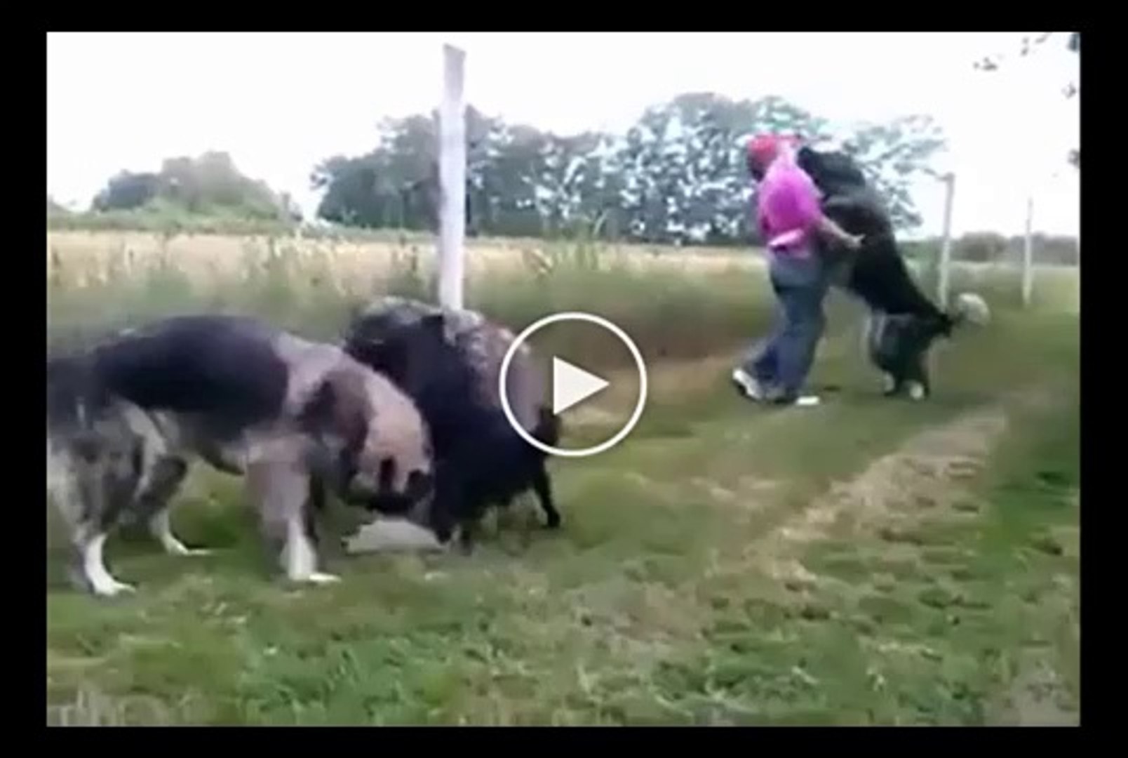 SUS KOPEKLERi vs KAFKAS COBAN KOPEKLERi - FANCY DOG vs CAUCASiAN SHEPHERD DOG