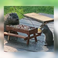 Une marmotte et un écureuil partagent leur repas, les photos sont adorables