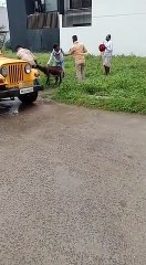 बकरी को घास चराने लाया बुजुर्ग तो निगमकर्मी बकरी को गाड़ी में भरकर ले गए, मिन्नतें करता रहा मालिक