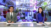 Việt Nam có thể xuất khẩu lan đột biến | VTC16