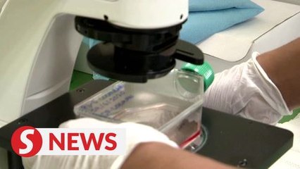 Bringing back extinct rhinos, with stem cells