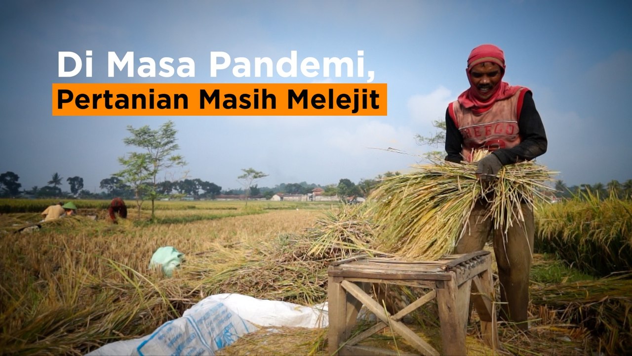 Kenapa Sektor Pertanian Masih Tumbuh Positif di Tengah Pandemi?