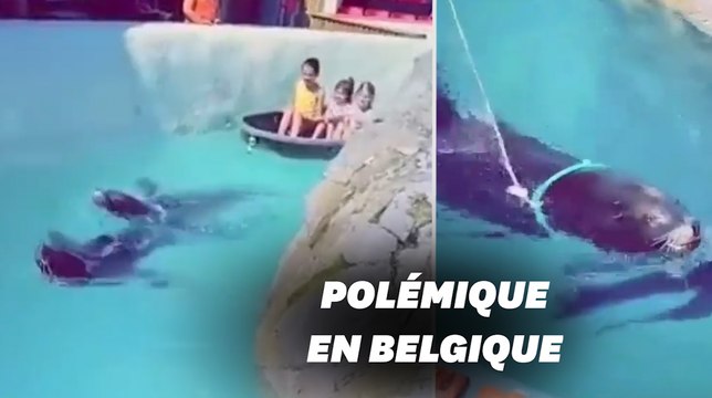 Ce parc animalier belge utilise des otaries pour tracter des enfants et indigne
