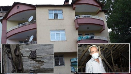 Çatıya yarasalar yuva yaptı, binadakiler corona korkusu yaşıyor