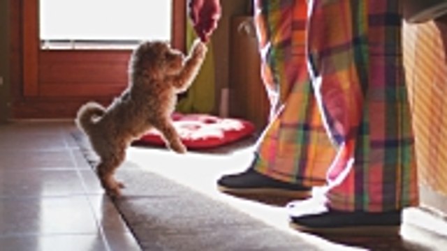 Quel chien choisir selon votre signe astrologique ?