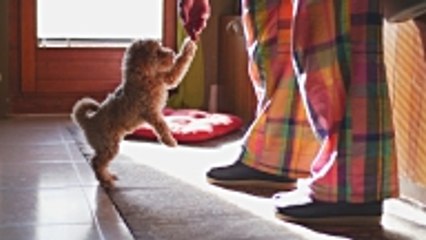 Quel chien choisir selon votre signe astrologique ?