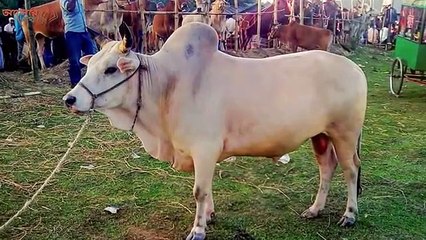 গরুর গোসত খাওয়া নিয়ে রাসুল (সঃ) কি নির্দেশ দিয়েছেন ? গোস্ত খাওয়ার আগে ভিডিওটি ১বার দেখুন। Azad'sTechWorldPro