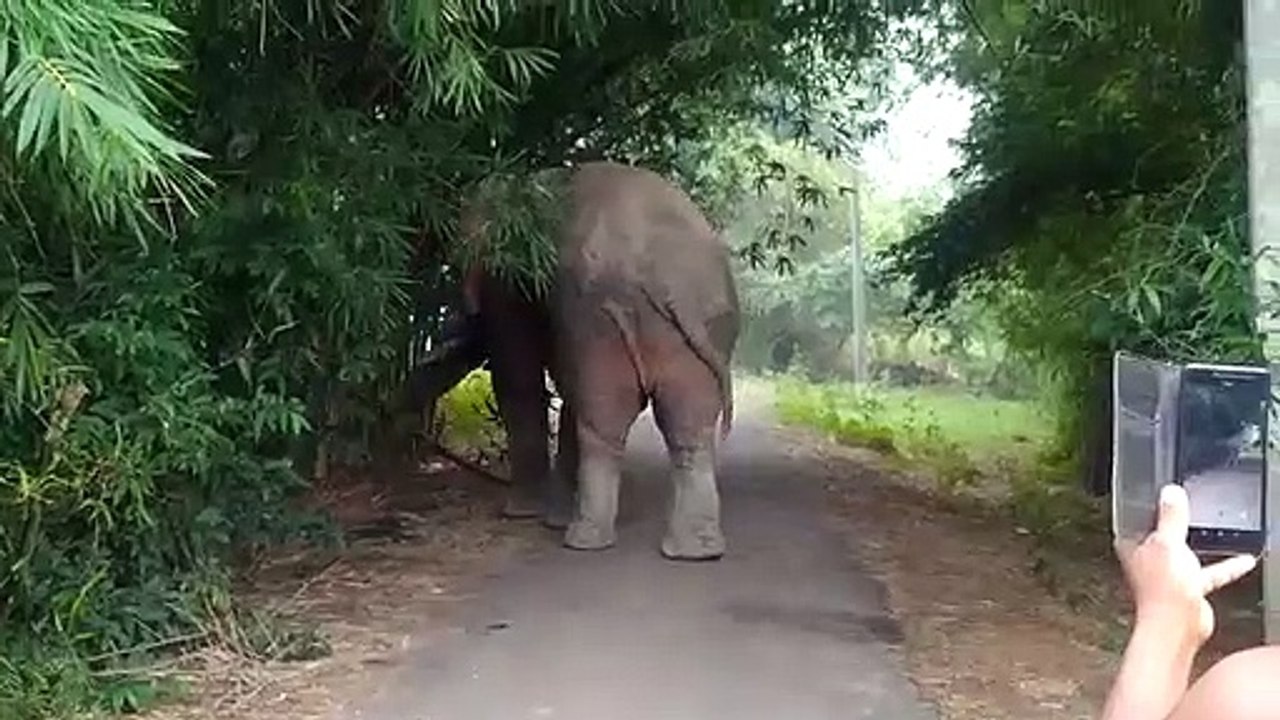 গ্রামে ঢুকেছে দাঁতাল! সকাল সকাল পালাচ্ছে মানুষ