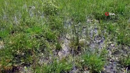 Kullanılmayan evin bahçesinden onlarca kaplumbağa çıktı