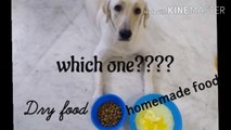 Best food diet for dog / healthy diet for dogs / how to make dog food at home