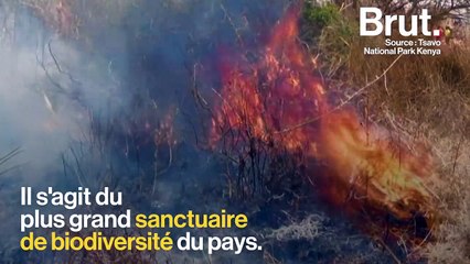 Au Kenya, le parc de Tsavo ravagé par les flammes