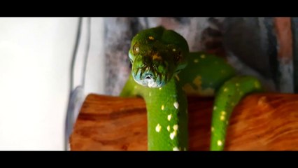 UNBOXING REPTILE - UN SERPENT DE MALADE
