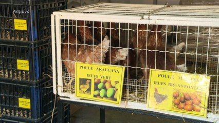 China detecta vírus da Covid-19 em frango brasileiro