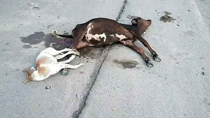 इंसान नही जानवर ने बचानी चाही गाय की जान