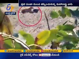 MAN PLAYS DEAD TO SAVE HIMSELF FROM THE VIRAL VIDEO TIGER 2020