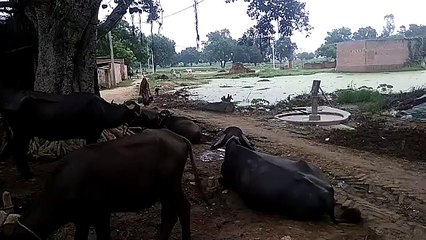 कोरोनावायरस के साथ-साथ पानी की भी मार झेल रहे ग्रामवासी